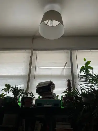 Soft light, green life, cozy home.